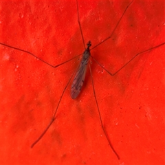 Limoniidae (family) (Unknown Limoniid Crane Fly) at Melbourne, VIC - 16 Sep 2025 by Hejor1