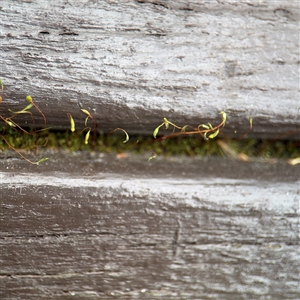 Bryaceae (family) at Southbank, VIC - 16 Sep 2025 by Hejor1