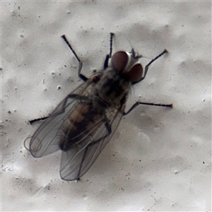 Muscidae (family) (Unidentified muscid fly) at Southbank, VIC - 16 Sep 2025 by Hejor1
