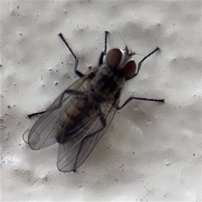 Muscidae (family) (Unidentified muscid fly) at Southbank, VIC - 16 Sep 2025 by Hejor1
