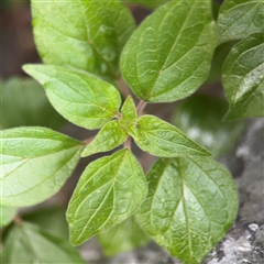 Parietaria judaica at Melbourne, VIC - 16 Sep 2025 by Hejor1