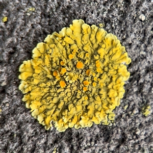 Candelariella sp. at Southbank, VIC - 16 Sep 2025 by Hejor1