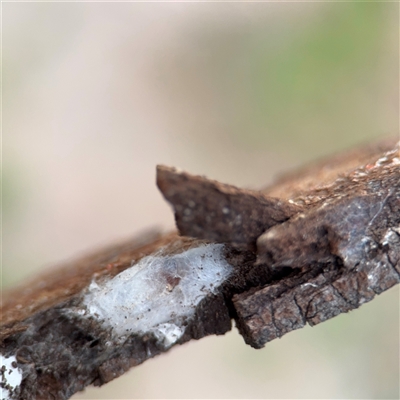Gnaphosidae (family) at Southbank, VIC - 16 Sep 2025 by Hejor1