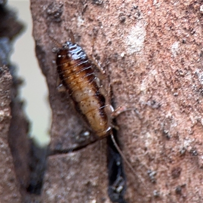 Drymaplaneta sp. (genus) at Southbank, VIC - 16 Sep 2025 by Hejor1