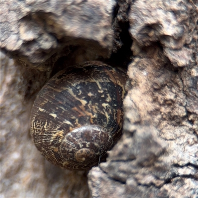Cornu aspersum (Common Garden Snail) at Southbank, VIC - 16 Sep 2025 by Hejor1