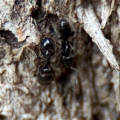 Anonychomyrma sp. (genus) (Black Cocktail Ant) at Southbank, VIC - 16 Sep 2025 by Hejor1