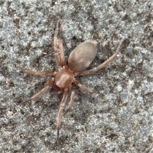 Gnaphosidae (family) (Ground spider) at Southbank, VIC - 16 Sep 2025 by Hejor1