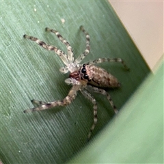 Helpis sp. (genus) (Unidentified Bronze Jumping Spider) at Southbank, VIC - 16 Sep 2025 by Hejor1