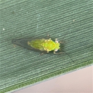 Eucalyptolyma maideni (Spotted Gum Lerp Psyllid) at Southbank, VIC - 16 Sep 2025 by Hejor1