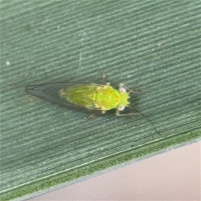Eucalyptolyma maideni (Spotted Gum Lerp Psyllid) at Southbank, VIC - 16 Sep 2025 by Hejor1