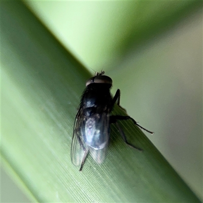 Calliphora sp. (genus) at Southbank, VIC - 16 Sep 2025 by Hejor1
