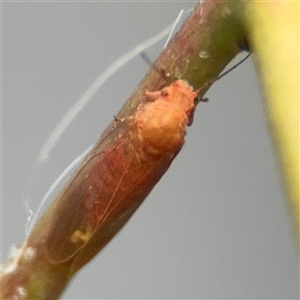 Phellopsylla sp. (bark psyllid) at Southbank, VIC - 16 Sep 2025 by Hejor1
