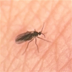 Sciaridae sp. (family) (Black fungus gnat) at Southbank, VIC - 16 Sep 2025 by Hejor1