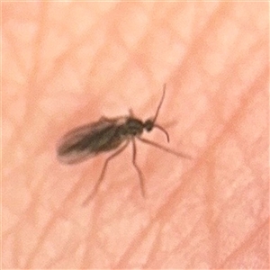 Sciaridae sp. (family) (Black fungus gnat) at Southbank, VIC - 16 Sep 2025 by Hejor1