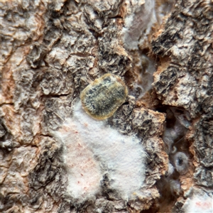 Monophlebulus sp. (genus) at Southbank, VIC - 16 Sep 2025 by Hejor1