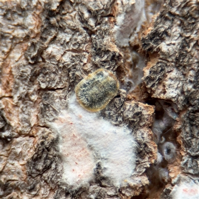 Monophlebulus sp. (genus) at Southbank, VIC - 16 Sep 2025 by Hejor1