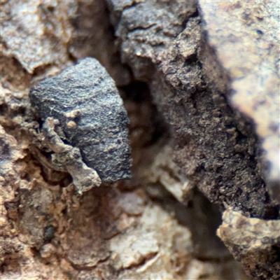 Cryptocephalinae (sub-family) at Southbank, VIC - 16 Sep 2025 by Hejor1