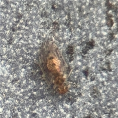 Ectopsocus sp. (genus) (A booklouse) at Southbank, VIC - 16 Sep 2025 by Hejor1