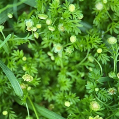 Cotula australis at Southbank, VIC - 16 Sep 2025 by Hejor1
