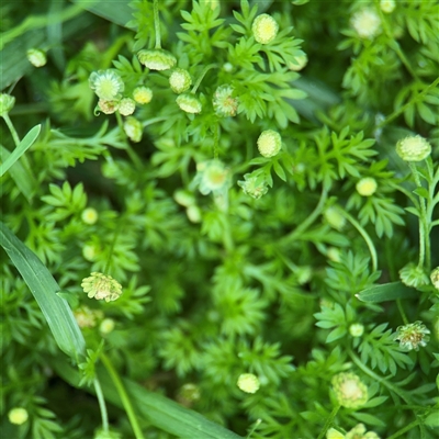 Cotula australis at Southbank, VIC - 16 Sep 2025 by Hejor1