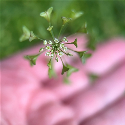 Capsella bursa-pastoris (Shepherd's Purse) at Southbank, VIC - 16 Sep 2025 by Hejor1