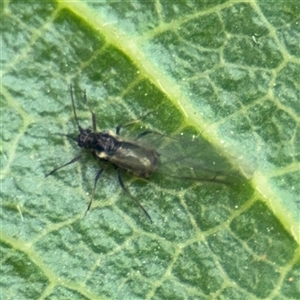 Aphidiinae (subfamily) at Southbank, VIC - 16 Sep 2025 by Hejor1