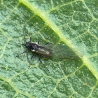 Aphidiinae (subfamily) at Southbank, VIC - 16 Sep 2025 by Hejor1