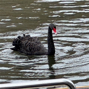 Cygnus atratus (Black Swan) at Southbank, VIC - 16 Sep 2025 by Hejor1