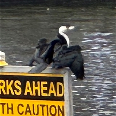 Microcarbo melanoleucos (Little Pied Cormorant) at Southbank, VIC - 16 Sep 2025 by Hejor1