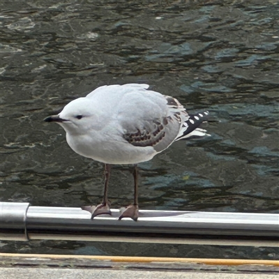 Chroicocephalus novaehollandiae (Silver Gull) at Southbank, VIC - 16 Sep 2025 by Hejor1