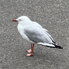 Chroicocephalus novaehollandiae at Southbank, VIC - 16 Sep 2025 12:27 PM