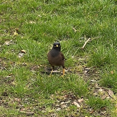 Acridotheres tristis (Common Myna) at Southbank, VIC - 16 Sep 2025 by Hejor1