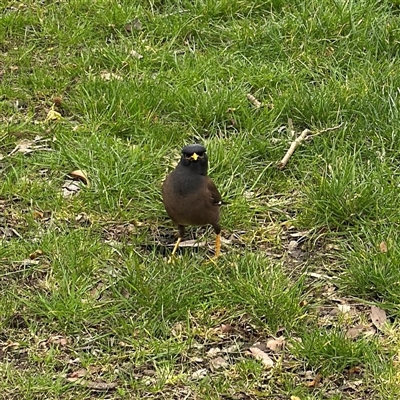 Acridotheres tristis (Common Myna) at Southbank, VIC - 16 Sep 2025 by Hejor1