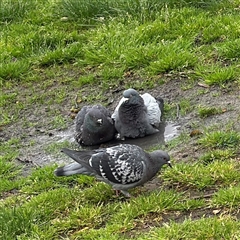 Columba livia (Rock Dove (Feral Pigeon)) at Southbank, VIC - 16 Sep 2025 by Hejor1