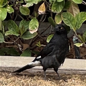 Strepera graculina (Pied Currawong) at Canberra Airport, ACT - 16 Sep 2025 by Hejor1