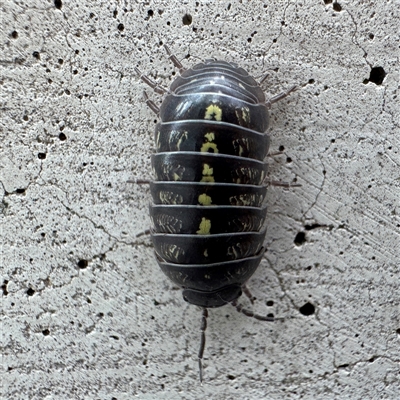 Armadillidae (family) at Canberra Airport, ACT - 16 Sep 2025 by Hejor1