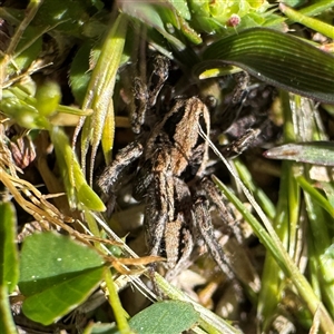 Lycosidae (family) (Wolf spider) at Russell, ACT - 15 Sep 2025 by Hejor1
