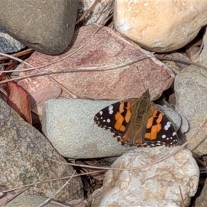 Vanessa kershawi (Australian Painted Lady) at Franklin, ACT - 16 Sep 2025 by chriselidie