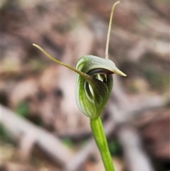 Pterostylis pedunculata (Maroonhood) at Jingera, NSW - 16 Sep 2025 by Csteele4