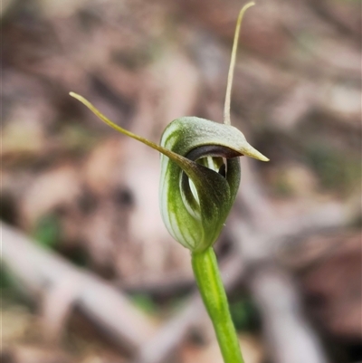 Pterostylis pedunculata (Maroonhood) at Jingera, NSW - 16 Sep 2025 by Csteele4