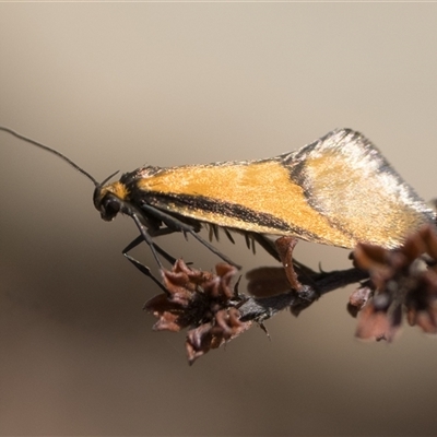 Philobota undescribed species near arabella (A concealer moth) at Oaks Estate, ACT - 13 Sep 2025 by patrickcox