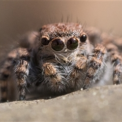 Euophryinae sp. (Rockhopper) undescribed (Euophryinae sp. (Rockhopper) undescribed) at Oaks Estate, ACT - 13 Sep 2025 by patrickcox
