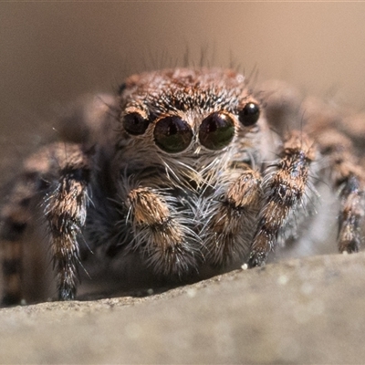 Euophryinae sp. (Rockhopper) undescribed (Euophryinae sp. (Rockhopper) undescribed) at Oaks Estate, ACT - 13 Sep 2025 by patrickcox