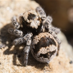 Euophryinae sp.(Striped Capuchin- undescribed) (Striped Capuchin Jumping Spider) at Oaks Estate, ACT - 13 Sep 2025 by patrickcox