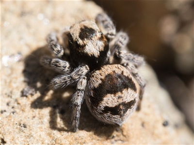Euophryinae sp.(Striped Capuchin- undescribed) (Striped Capuchin Jumping Spider) at Oaks Estate, ACT - 13 Sep 2025 by patrickcox