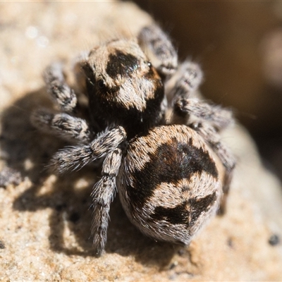 Euophryinae sp.(Striped Capuchin- undescribed) (Striped Capuchin Jumping Spider) at Oaks Estate, ACT - 13 Sep 2025 by patrickcox