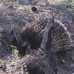 Tachyglossus aculeatus (Short-beaked Echidna) at Ainslie, ACT - 15 Sep 2025 by Clarel