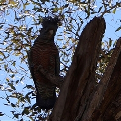 Callocephalon fimbriatum (Gang-gang Cockatoo) at Ainslie, ACT - 15 Sep 2025 by Clarel