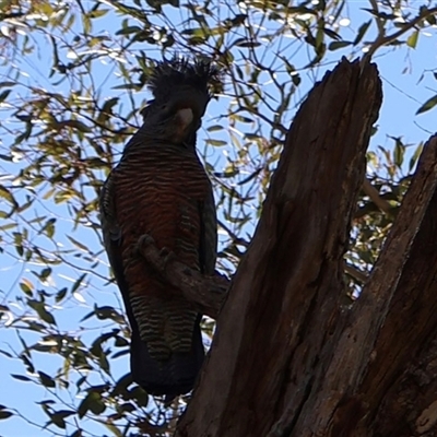 Callocephalon fimbriatum (Gang-gang Cockatoo) at Ainslie, ACT - 15 Sep 2025 by Clarel