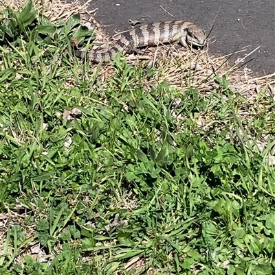Tiliqua scincoides scincoides (Eastern Blue-tongue) at Nicholls, ACT - 15 Sep 2025 by Rosie
